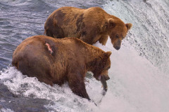 Alaskan Grizzley Bears
